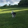 annehankins8